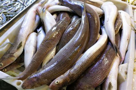 中国最好吃的淡水鱼排名-鲫鱼上榜(肉质鲜嫩价格实惠)-排行榜123网
