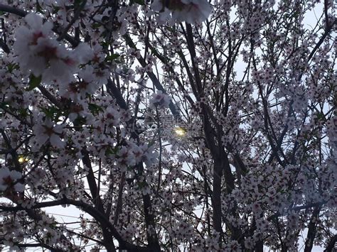 开满白花的春梅树高清图片下载-正版图片507103391-摄图网