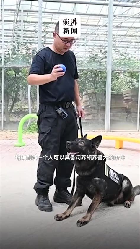 越过障碍、扑咬……来看警犬实战训练现场_京报网