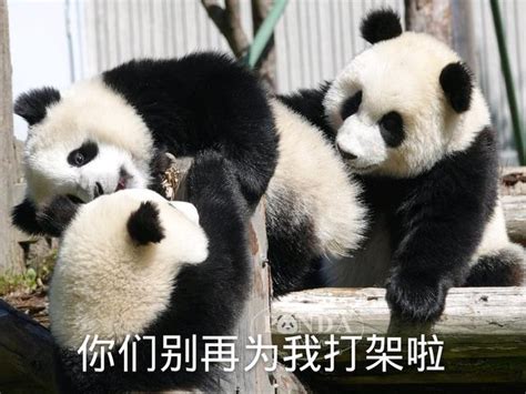 搞笑表情包系列：可爱的大熊猫已上线