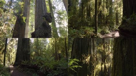 4k原始森林穿梭森林阳光大树生态森林视频素材,延时摄影视频素材下载,高清3840X2160视频素材下载,凌点视频素材网,编号:99618