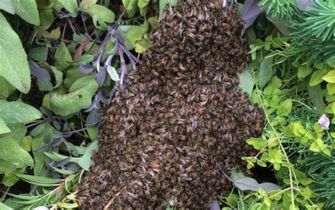 土蜜蜂几月份才能割蜜？ - 中华蜜蜂 - 酷蜜蜂