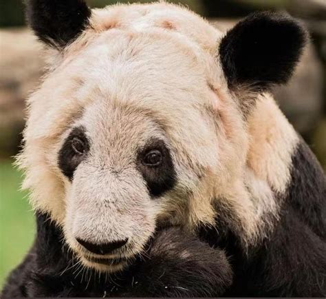 专家现场核实！旅美大熊猫最新近况|大熊猫|桑宁|国家动物园_新浪新闻