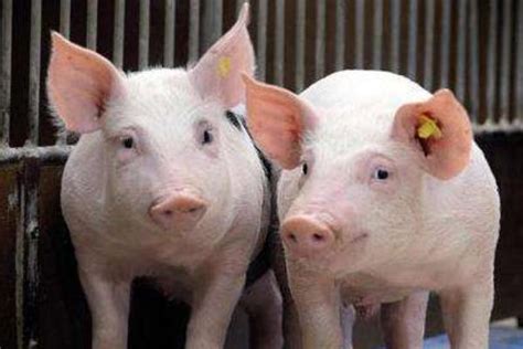 2021年5月生猪价格跌破一斤10元创新低，养猪盈利大缩水，有养殖户养一头猪亏50元|ZZXXO