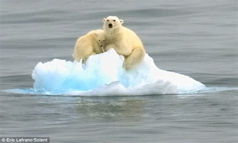 北极熊为什么不怕冷呢？_毛发