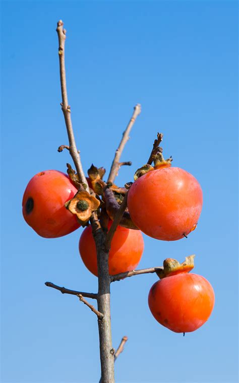 秋季柿子树摄影图高清摄影大图-千库网