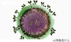 EB病毒感染的症状图片-EB病毒感染图片大全-EB病毒感染-39疾病百科