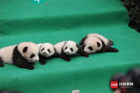 刷新纪录！全球最重大熊猫宝宝诞生——上海热线新闻频道