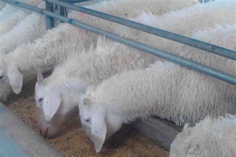 必看！种羊的科学养殖技术！