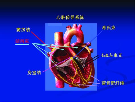 四、心脏的传导组织与心脏除极-临床心脏电生理学-医学