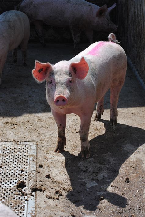 养猪是我国的传统行业，散养户要如何自保？-上海美御