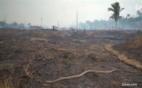 亚马逊雨林火灾今年已逾7万宗，浓烟蔓延笼罩巴西城市上空
