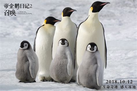 BBC纪录片帝企鹅日记适合和孩子一起看的纪录片百度云下载 - 爱贝亲子网