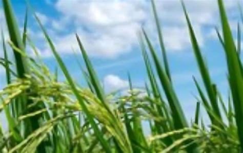 水稻一般亩产量有多少？ - 农业种植网