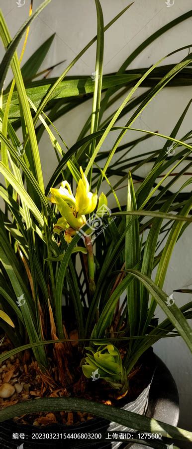 盛开的兰花,花卉,植物花草,摄影素材,汇图网www.huitu.com