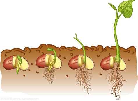 豆芽的生长过程观察日记怎么写 植物观察日记范文5篇-伯途在线一对一学业规划辅导