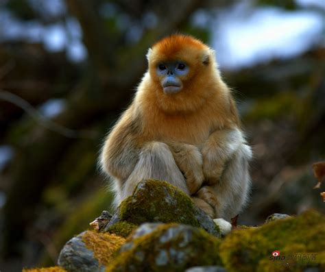 滇金丝猴：属于中国特有的物种（只在中国存在）_小狼观天下