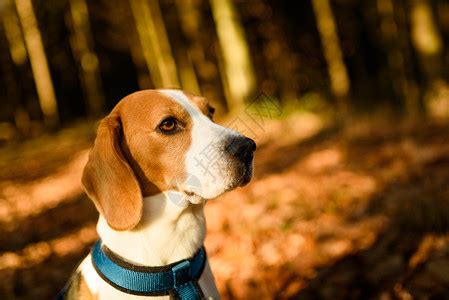 猎犬在阳光明媚的秋天森林里猎犬在寻找气味和听树林的声音猎犬概念高清图片下载-正版图片307254837-摄图网