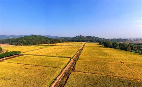 江山市28万余亩水稻喜获丰收