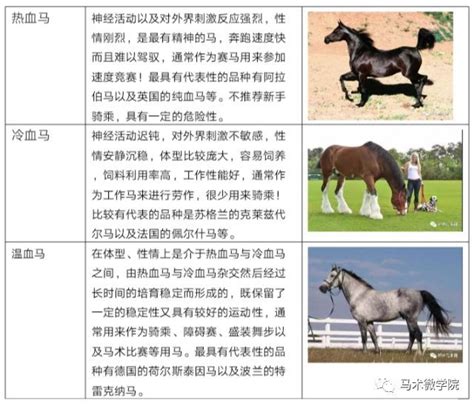 马的品种大全（上）——马的分类