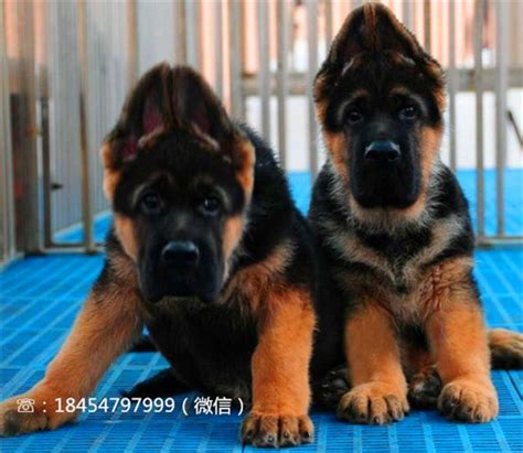 苏联红犬纯种幼犬-淘宝拼多多热销苏联红犬纯种幼犬货源拿货 - 阿里巴巴货源