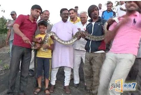 男子买小蛇当宠物8年后长到5.5米 成世界最大缅甸蟒（图）__凤凰网
