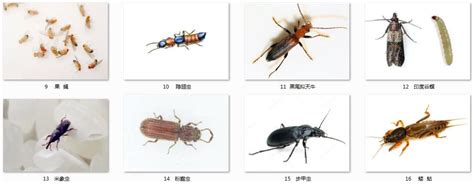 中国八大最毒的毒虫：蜈蚣排第五，蚰蜒排第一(3)_巴拉排行榜