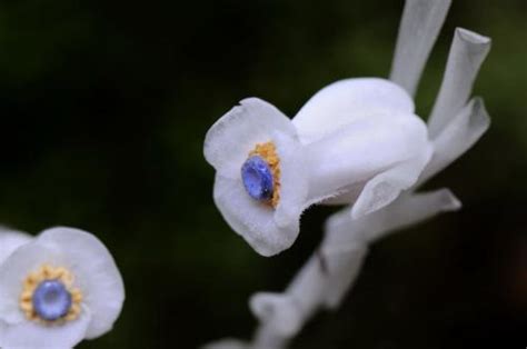 水晶兰的养护方法及其注意事项-168鲜花速递网