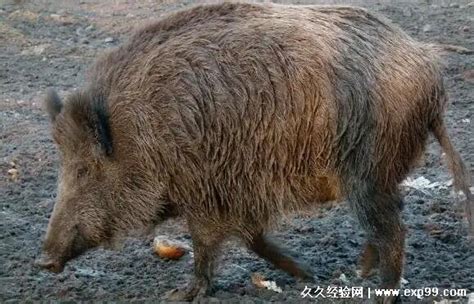 怎样防止野猪吃庄稼5种方法，野猪有没有天敌-农百科