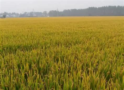 稻谷种植基地-湖南谷丰农业科技有限公司