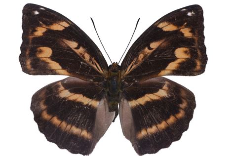 婀蛱蝶 Abrota ganga - 物种库 - 国家动物标本资源库