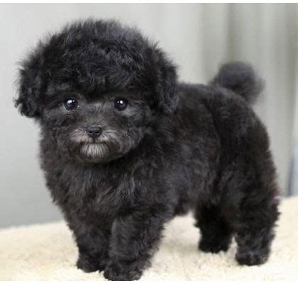 黑色泰迪狗狗母10个月 - 宠物交易 - 桂林分类信息 桂林二手市场
