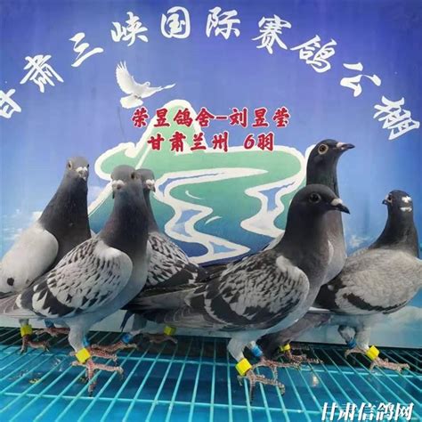 甘肃三峡国际赛鸽公棚5月18日幼鸽入棚照【不断更新中…】－甘肃三峡国际赛鸽公棚