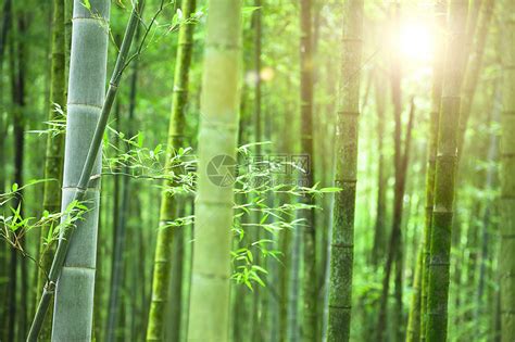 竹林和晨光的阳光园艺花园竹子丛林环境生态绿色文化热带雨林高清图片下载-正版图片320778067-摄图网