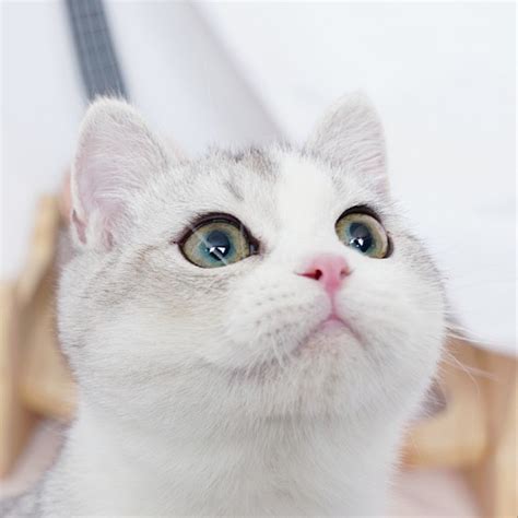 灰色英短猫咪头像图片