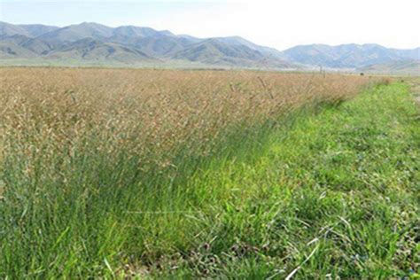 东北产量最高的牧草是哪个品种 东北地区种什么牧草-江苏长景种业有限公司