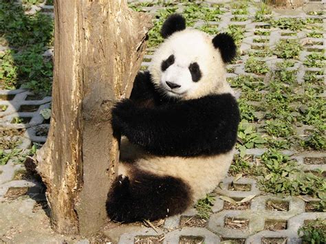 原来是租的 中国大熊猫是如何遍及全球的_旅游摄影-蜂鸟网