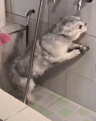 在浴室里给一只灰猫洗澡高清图片下载-正版图片502982038-摄图网