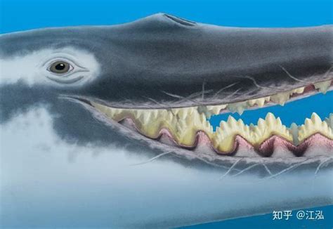 世界上最大的鱼是鲸鲨，第二大鱼是姥鲨 - 好汉科普