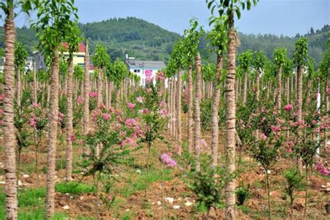 四川园林苗木生产种植前景分析-百泽园林