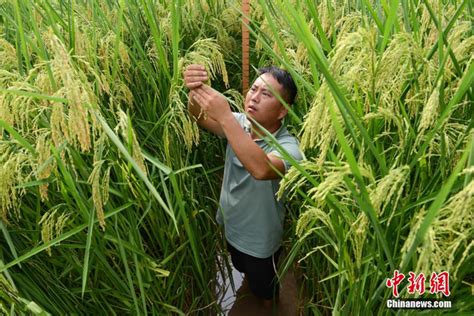 “巨型稻”试种成功 水稻底下好乘凉_视频新闻_德化县人民政府