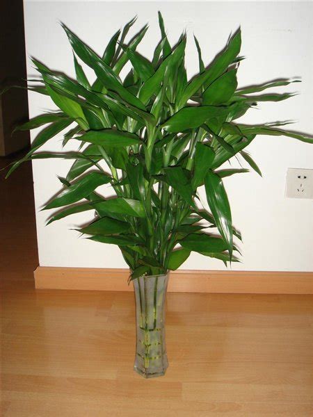 富贵竹这样养，四季绿油油，长到2米高，开花“又仙又香” - 知乎