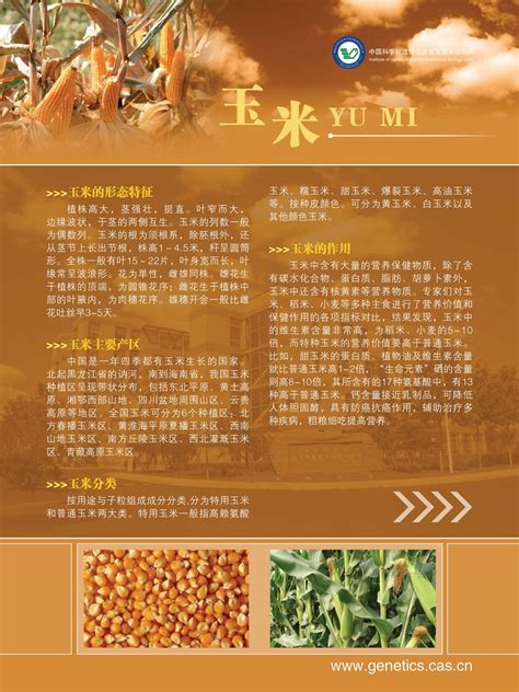 玉米何时传入中国-百度经验