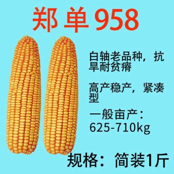 郑单958玉米种子的批发大田耐旱杂交饲料玉米棒子籽 高产玉米种子-阿里巴巴
