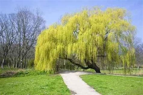 十大镇宅宝树排行榜：竹子上榜 罗汉松寓意四季顺遂 - 植物之最