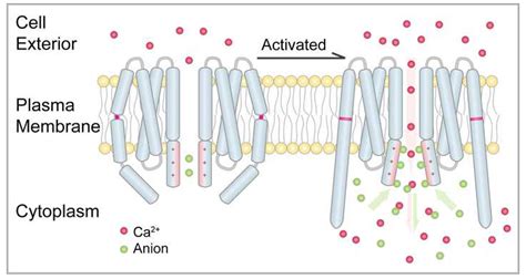 揭示钙离子通道（CRAC）家族蛋白如何作用控制钙离子