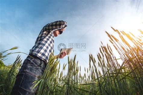 男农艺家在顶部记录在一本小麦绿农业田的笔高清图片下载-正版图片503754750-摄图网