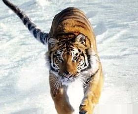 老虎是世界级珍贵品种吗？(老虎的寿命有多少年？)_动植园