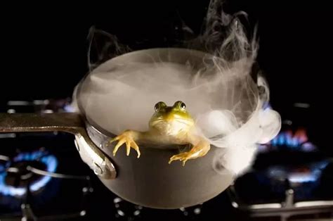 地球上最凶猛的青蛙：个子小不足50克重，却以毒蛇为主食__凤凰网