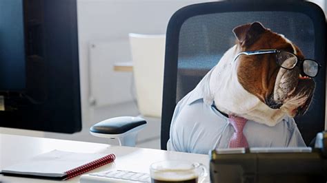 斗牛犬戴着领带在办公室看电脑屏幕视频素材_ID:VCG42N947147898-VCG.COM